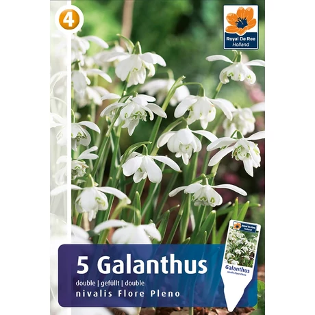 Vh 16413  Galanthus double nivalis Flore Pleno 5db/cs 5/+