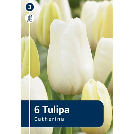 Vh 16452 Tulipa Single late Catherina 6db/cs 11/12