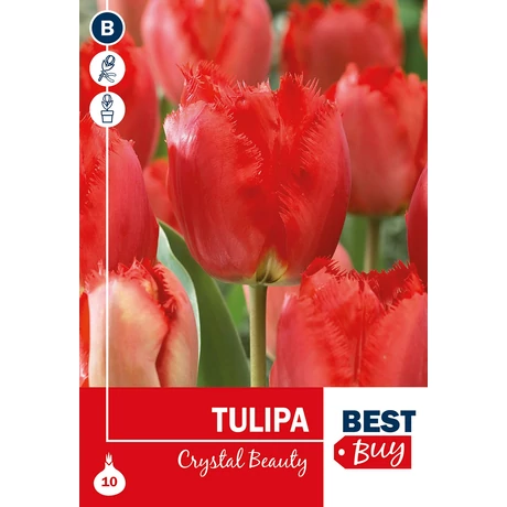 Vh 16029 Tulipa Crispa Crystal Beauty 5db/cs 10/11