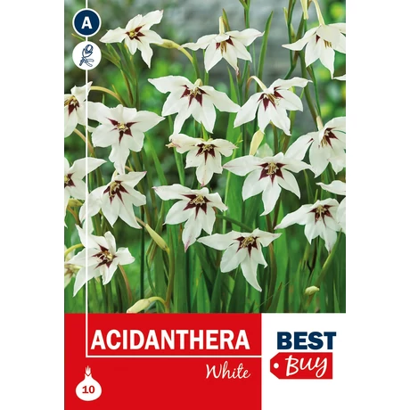 Vh08062 Acidanthera White 10db/cs