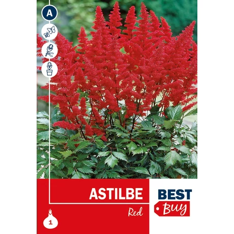 Vh08072 Astilbe Red 1db/cs