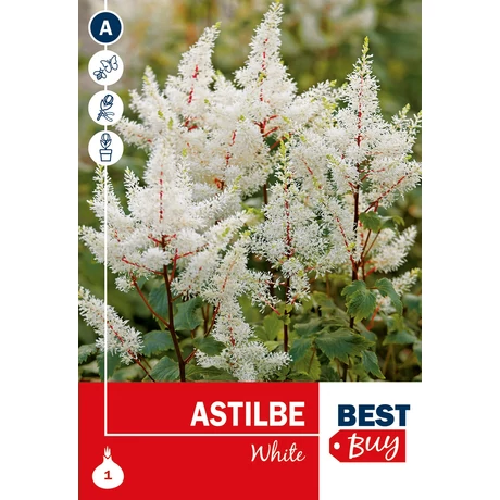 Vh08071 Astilbe White 1db/cs