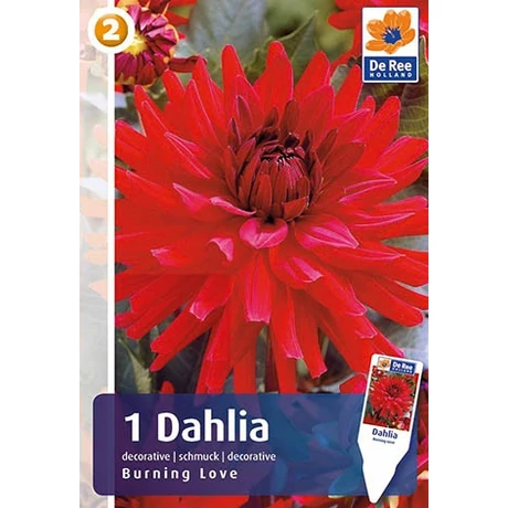 Vh08201 Dahlia Decorative Burning Love 1db/cs