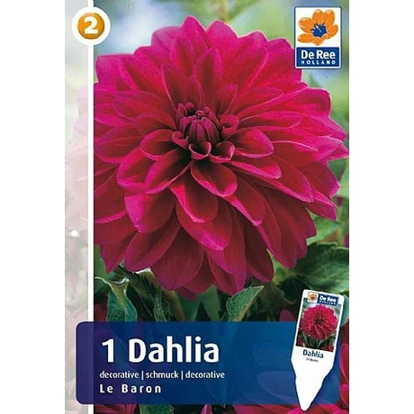Vh08208 Dahlia Decorative Le Baron 1db/cs