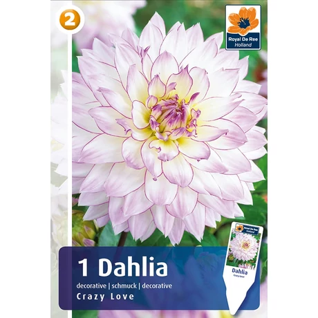 Vh08501 Dahlia Decorative Crazy Love 1db/cs