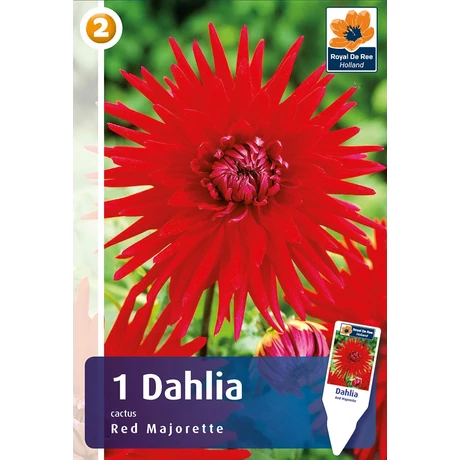 Vh08235 Dahlia Cactus Red Majorette 1 db/cs