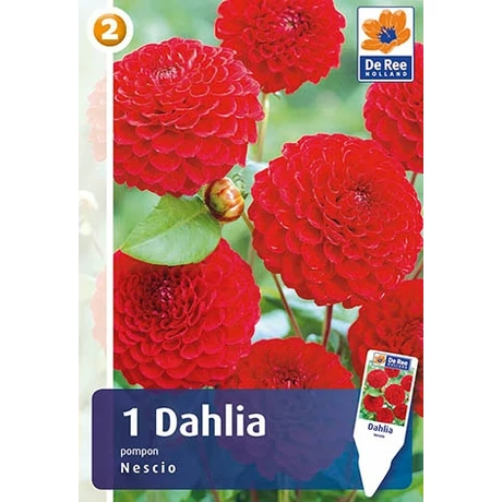 Vh08269 Dahlia Pompon/Ball Nescio