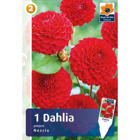 Vh08269 Dahlia Pompon/Ball Nescio 1db/cs