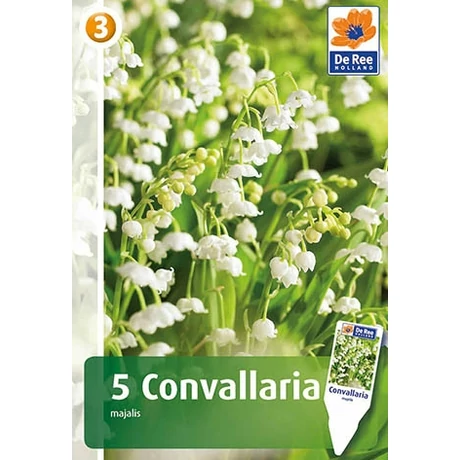 Vh08430 Convallaria majalis