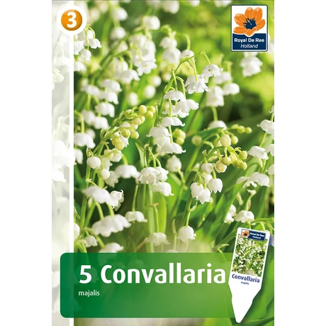 Vh08430 Convallaria majalis (Gyöngyvirág) 5db/cs