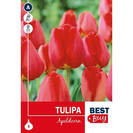 Vh 16080  Tulipa Darwin H. Apeldoorn 5db/cs 10/11