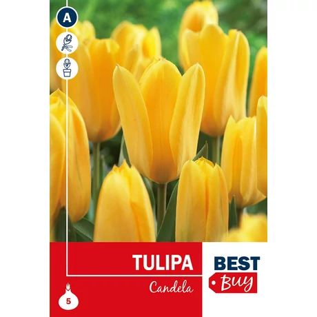 Vh 16082  Tulipa Fosteriana Candela 5db/cs 10/11