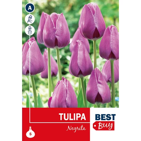 Vh 16086  Tulipa Triumph Negrita 5db/cs 10/11
