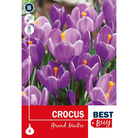 Vh 16013 Crocus Grand Maitre 8db/cs 7/8