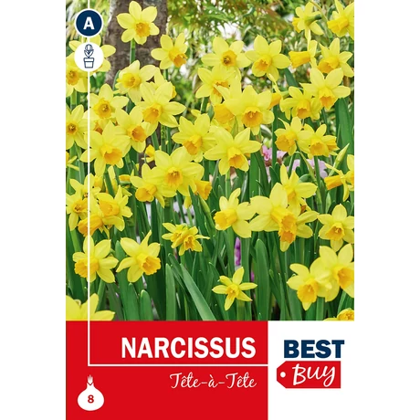 Vh 16025 Narcissus bot Tete Á Tete 8db/cs 10/11