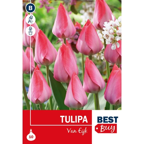 Vh 16003 Tulipa Darwin H. Van Eijk 5db/cs 10/11