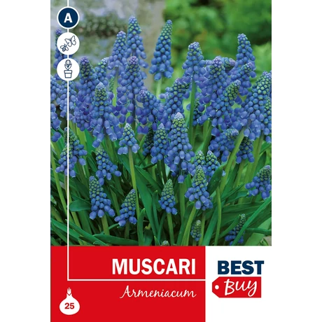 Vh 16024  Muscari Armeniacum Blue 25db/cs 6/7