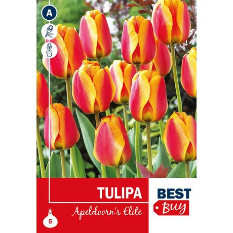 Vh 16081  Tulipa Darwin H. Apeldoorn's Elite 5db/cs 10/11