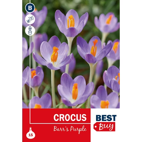 Vh16052 Crocus Barr's Purple 15db/csom