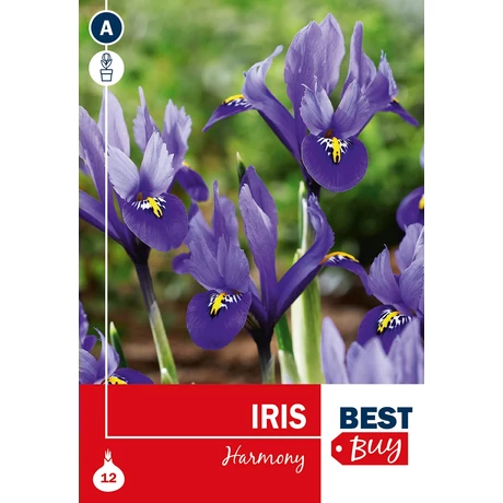 Vh 16038  Iris Reticulata Harmony 8db/cs 5/+