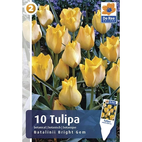 Vh 16289 Tulipa Botanical Batalinii Bright Gem. 10db/cs 6/+