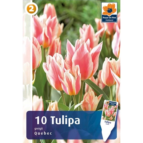Vh 16259 Tulipa Greigii Quebec 6db/cs 11/12