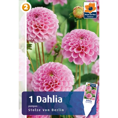 Vh08272 Dahlia Pompon/Ball Stolze von Berlin 1 db/cs