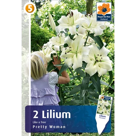 Vh08521 Liliom Tree Lily Pretty Woman 2db/cs