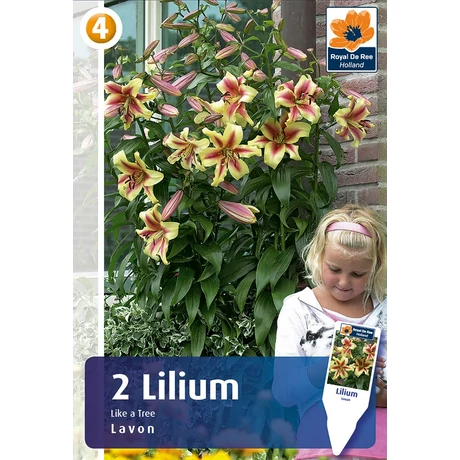 Vh08522 Liliom Tree Lily Lavon