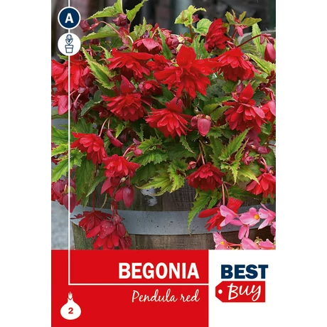 Vh08051 Begonia Pendula Red 2db/cs