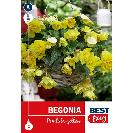 Vh08052 Begonia Pendula Yellow 2db/cs
