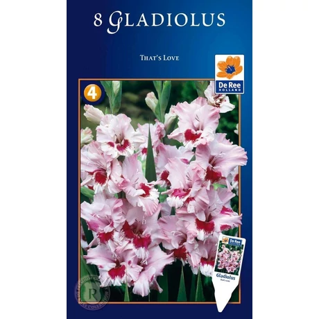 Vh08760 Gladiolus Supreme Largeflowering That's Love 8db/cs