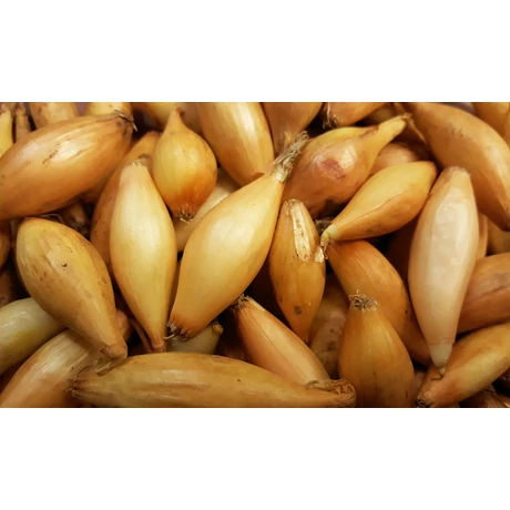 Dughagyma Sonka Bamberger 14-19mm 10kg/zs