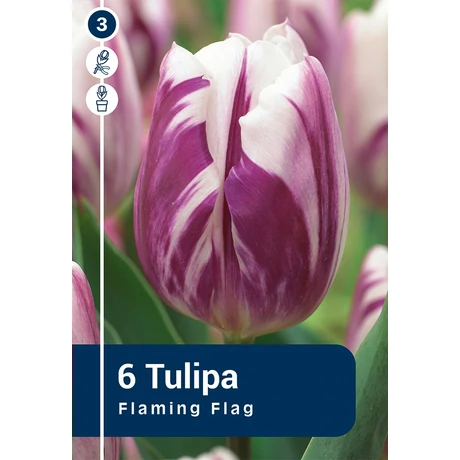 Vh 16831 Tulipa rembrandt Flaming Flag 6db/cs 11/12