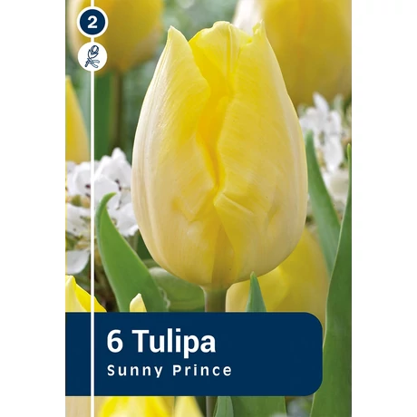 Vh 16828 Tulipa Single early Sunny Prince 6db/cs 11/12
