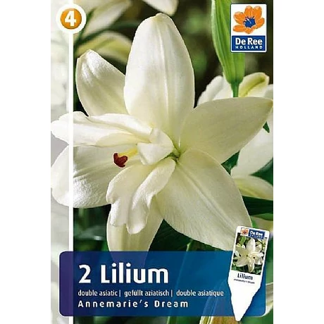 Vh08508 Liliom Double Asiatic Annemari's Dream