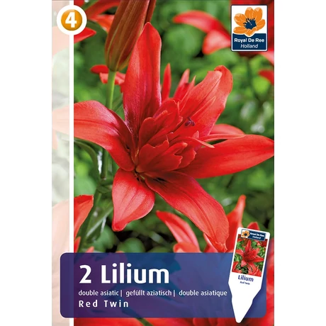 Vh08511 Double Asiatic Liliom Red Twin 2db/cs