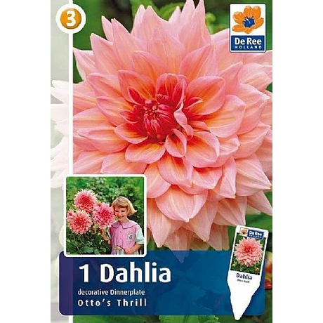 Vh08516 Dahlia Dinner Plate Otto's Thrill 1db/cs