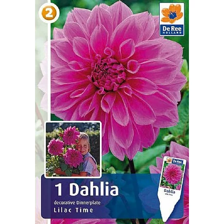 Vh08517 Dahlia dinner plate Lilac Time