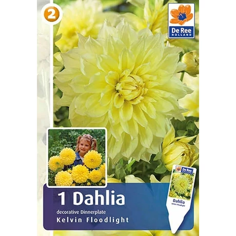 Vh08515 Dahlia Dinner Plate Kelvin Floodlight 1db/cs