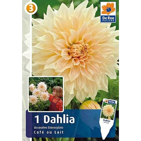Vh08514 Dahlia Dinner Plate Cafe au Lait 1db/cs