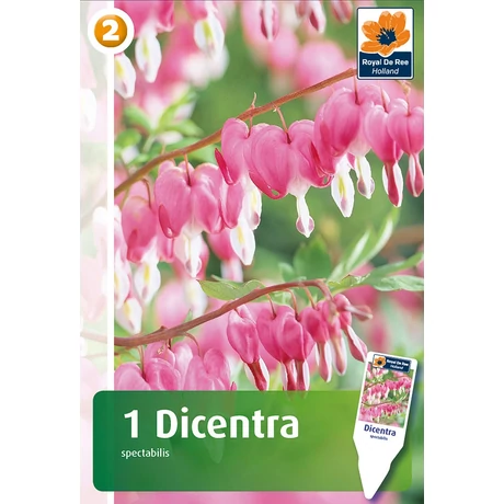 Vh08431 Dicentra Spectabilis Pink 1db/cs