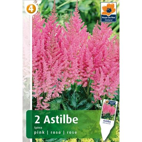 Vh08427 Astilbe Pink 2db/cs