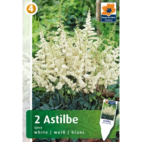 Vh08428 Astilbe White 2db/cs