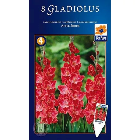 Vh08646  Gladiolus Supreme Largeflowering After Shock 8db/cs