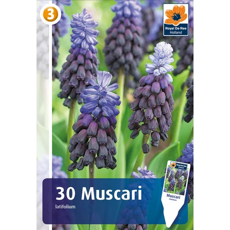 Vh 16801  Muscari Latifolium 30db/cs 5/+