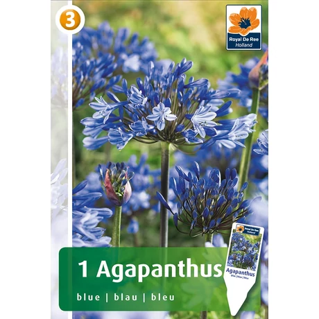 Vh08422 Agapanthus Blue 1db/cs