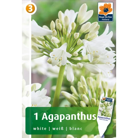 Vh08423 Agapanthus White 1db/cs