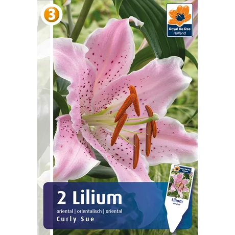 Vh08424 Liliom Oriental Curly Sue 2db/cs