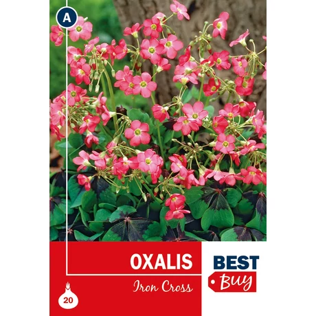 Vh08031 Oxalis Iron Cross 20db/cs